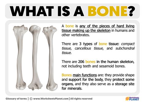 bones traduzione|bone meaning in english.